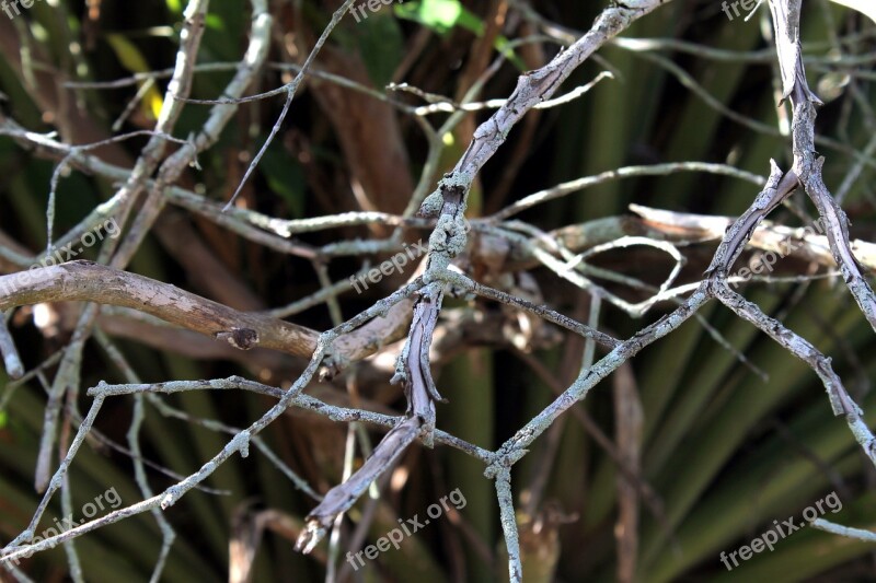 Twigs Dry Twigs Dry Tree Still Lifes Old Tree