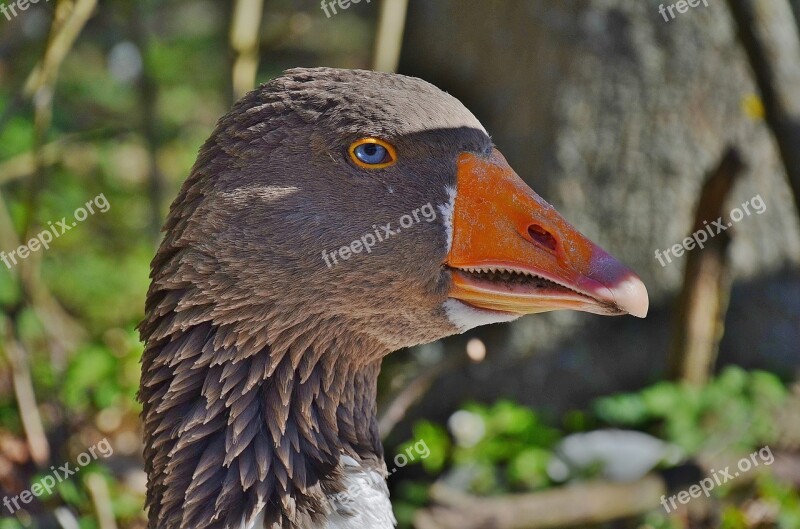 Duck Geese Animal Goose Farm