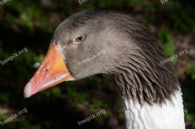 Duck Geese Animal Goose Farm