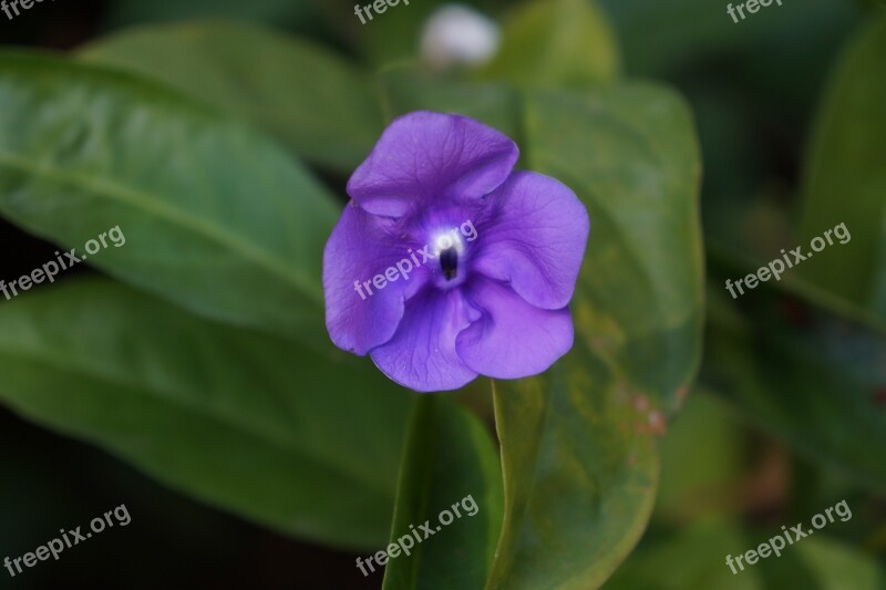 Flowers Violets Nature Flora Wild