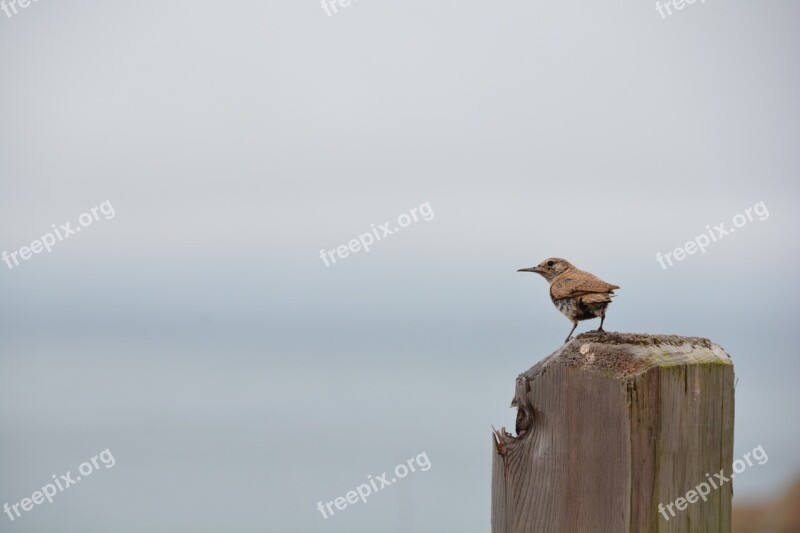 Birds Pacific Ocean Nature Wildlife Natural