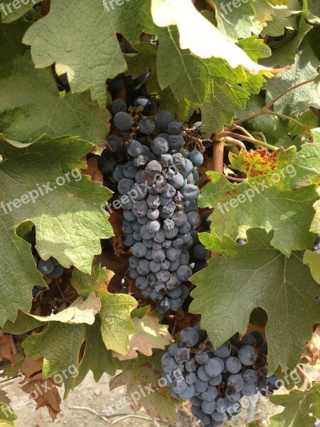 Grape Vineyard Earth Plant Fruit