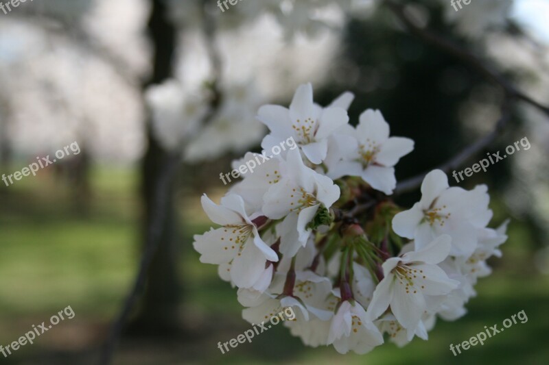 Cherry Blossoms Washington Dc Tidal Basin Free Photos