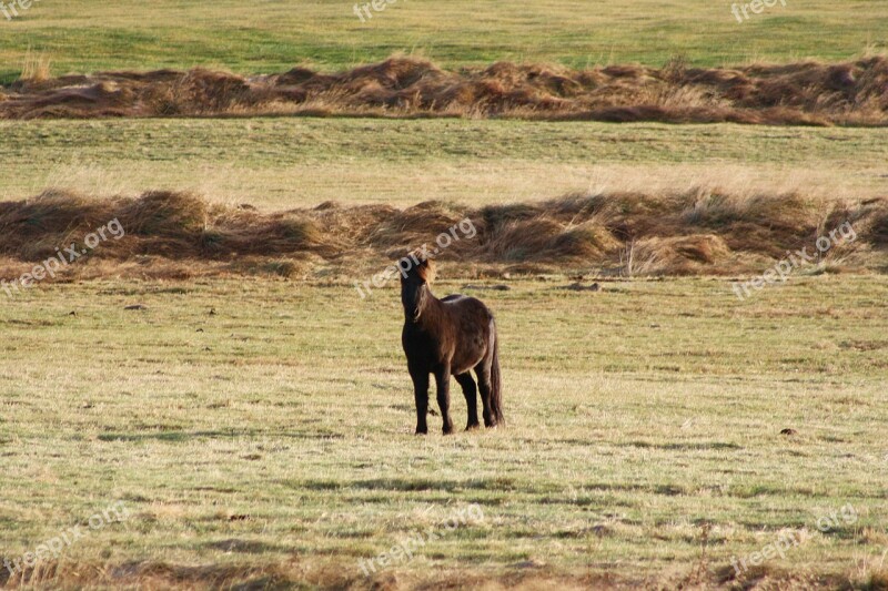 Animal Horse Iceland Horse Pasture Pony