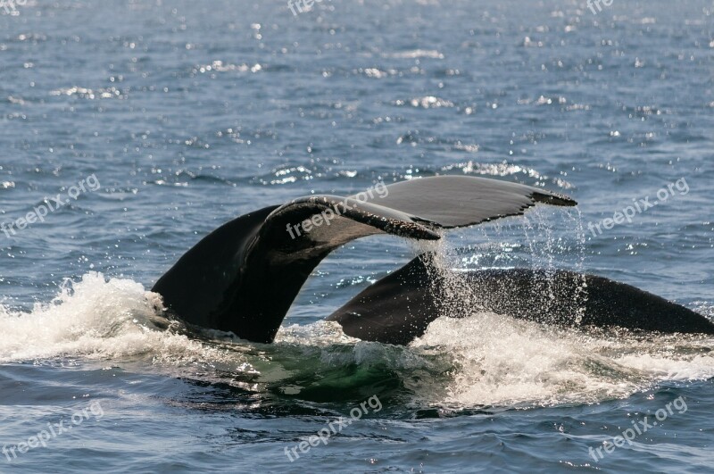 Whale Ocean Monterey California Free Photos