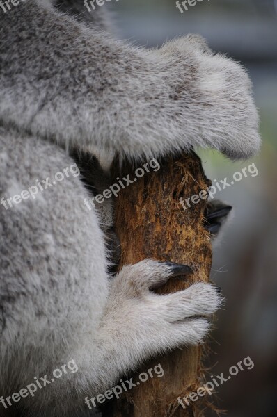 Koala Nature Animals Paws Australia