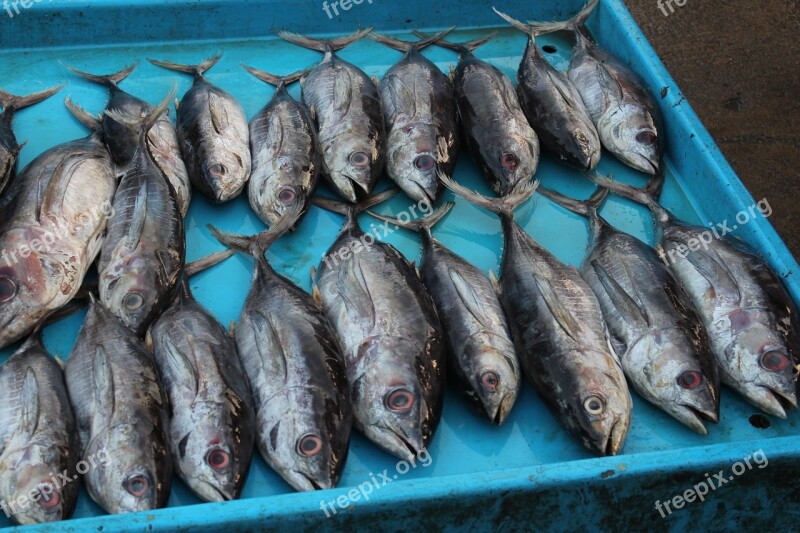 Fish Market Sri Lanka Tuna Fish Free Photos