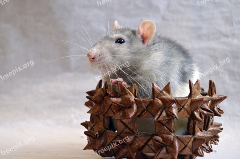 Rat Decorative In A Basket Animal Home