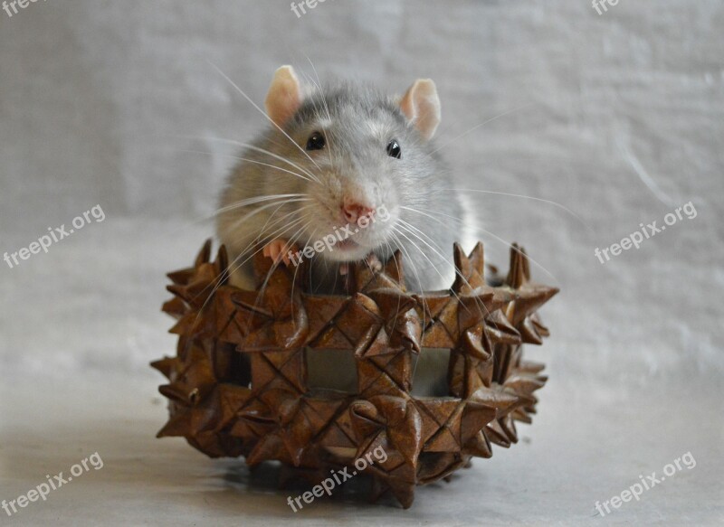 Rat Decorative In A Basket Animal Home