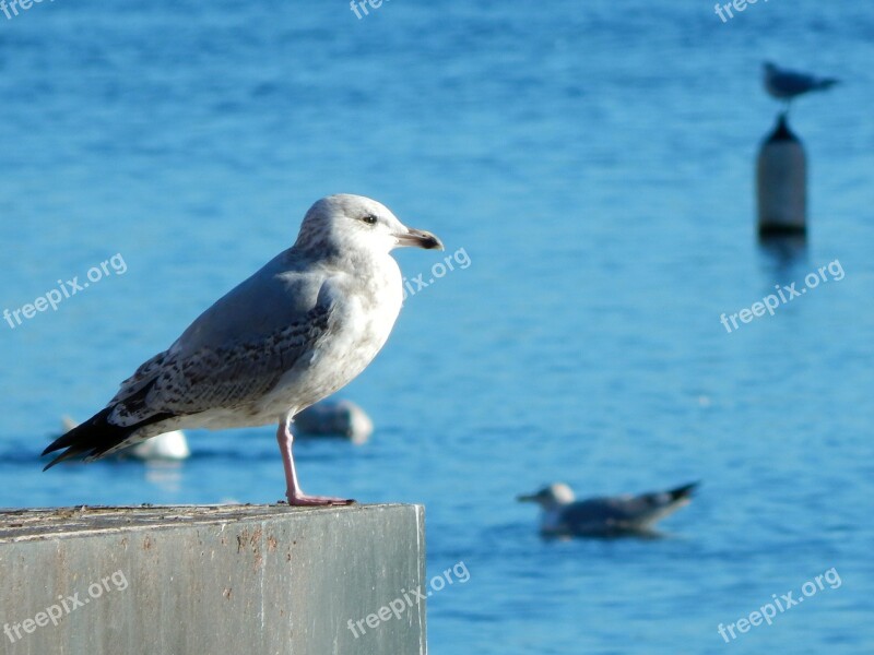 Bird Seagull Port Albatros Dublin