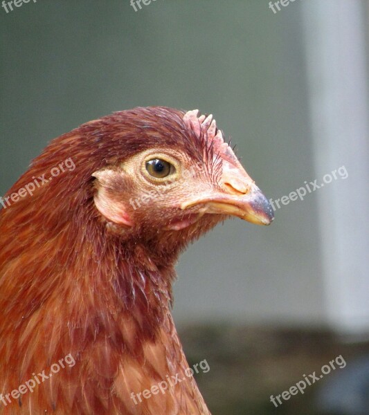 Chicken Hen Red Head Eggs