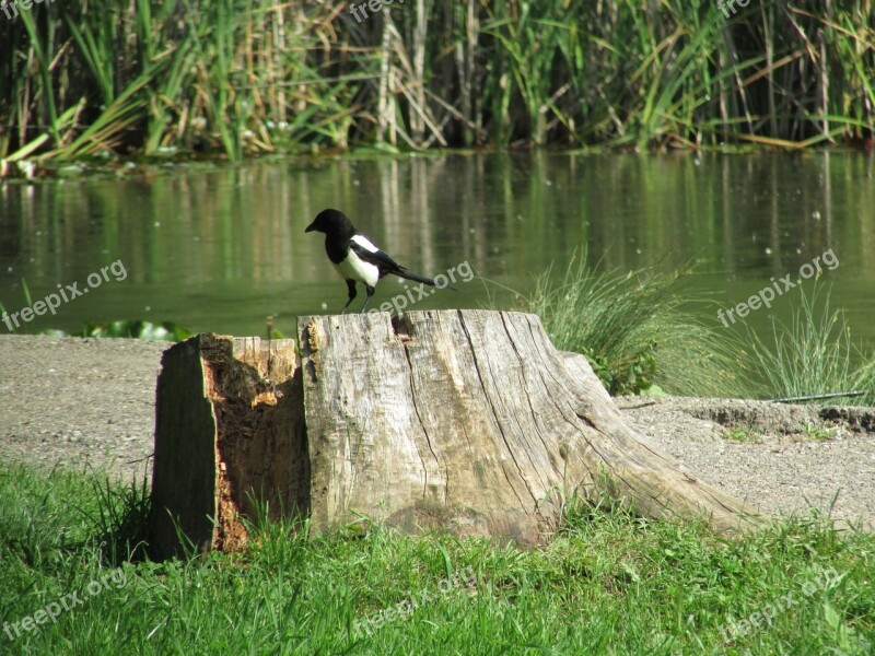 Magpie Lake Tree Free Photos