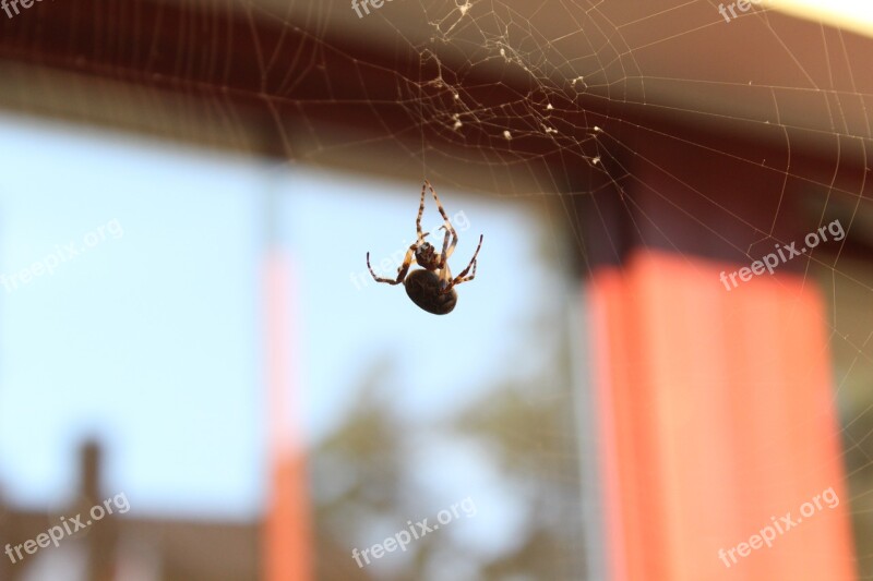 Spider Spider Web Arachnids Reserve Insect