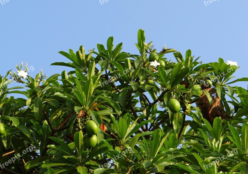 Flower White Sea Mango Fruit Madagascar Ordeal Bean