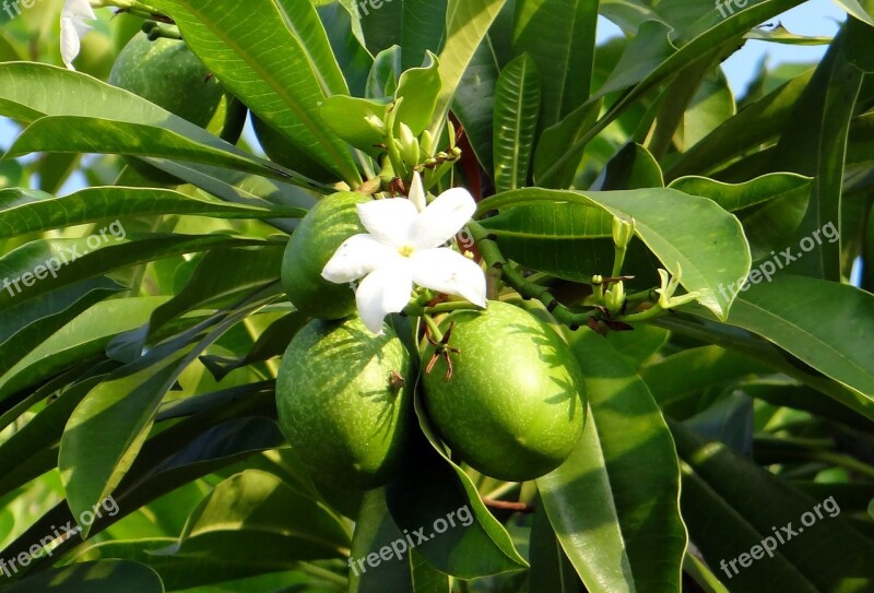 Flower White Sea Mango Fruit Madagascar Ordeal Bean