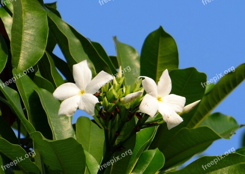 Flower White Sea Mango Madagascar Ordeal Bean Odollam Tree