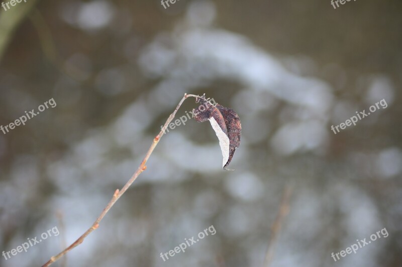 Leaf Frost Nature Plant Winter