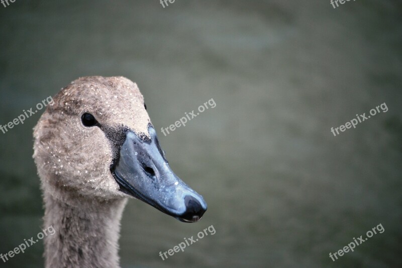 Cygnet Head Swan Swan Free Photos