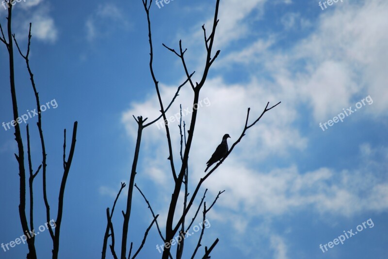 Pigeon Silhouette View Lonely Rest