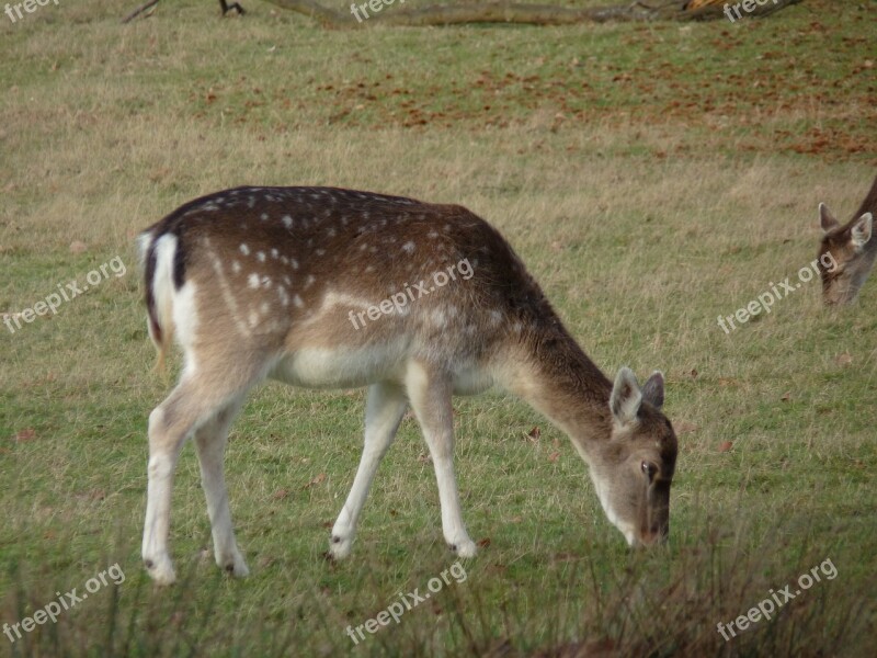 Young Deer Grazing Wildlife Animal Brown