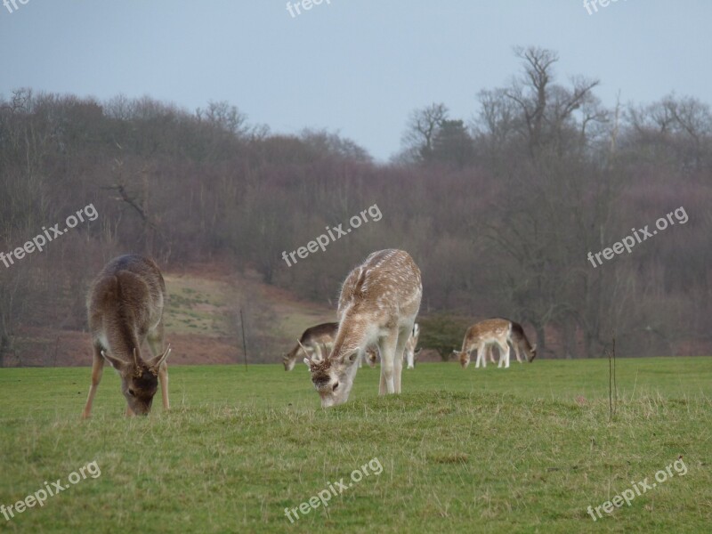 Grazing Animals Pasture Nature Rural