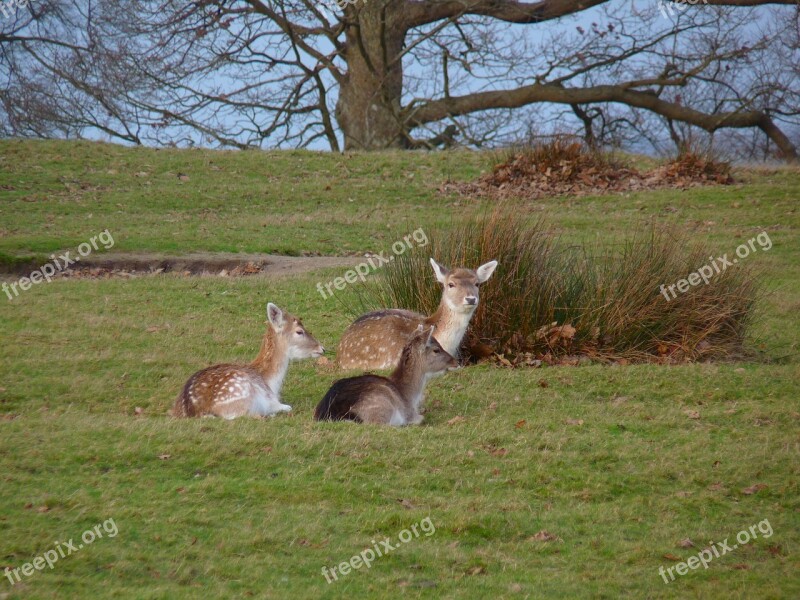 Young Deer Sitting Deer Young Animal