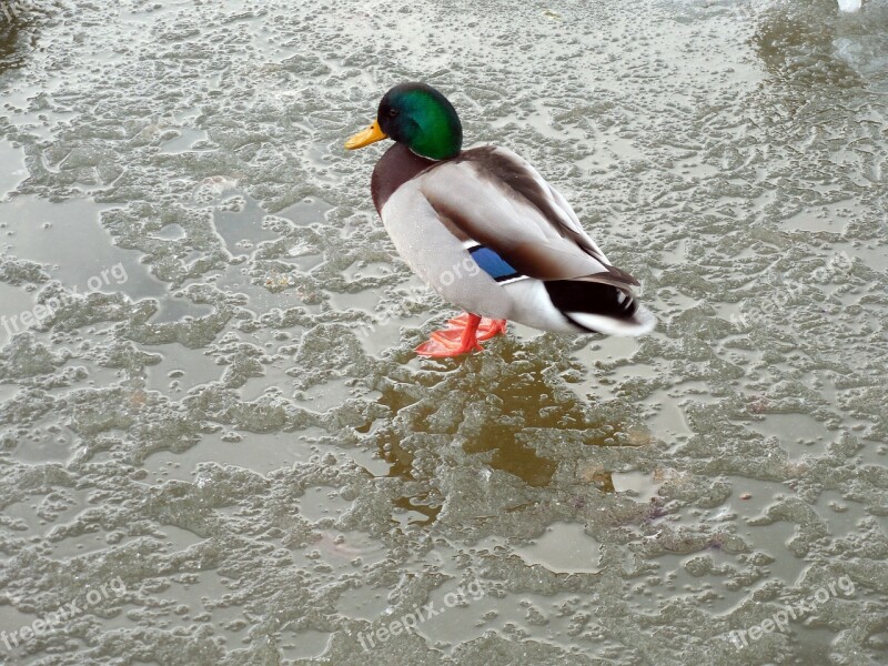 Duck Ice Winter Frozen Bird