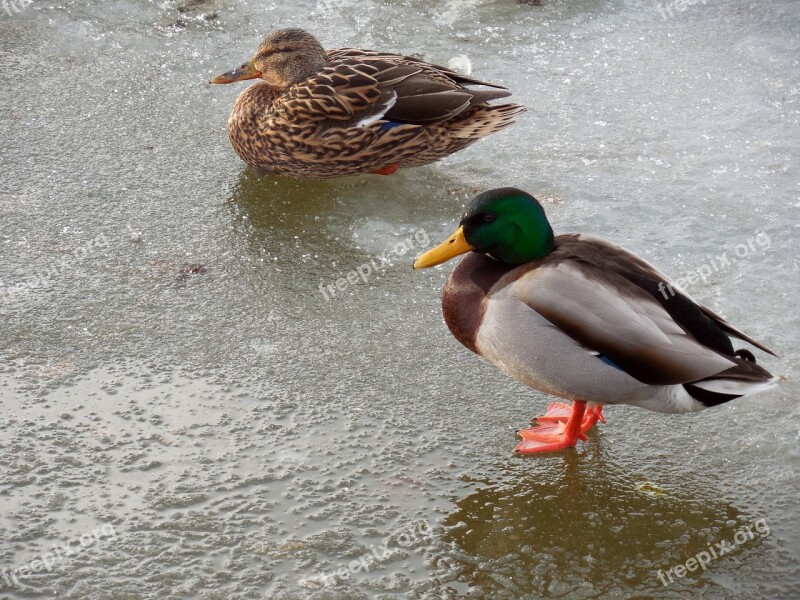 Duck Ice Winter Frozen Bird