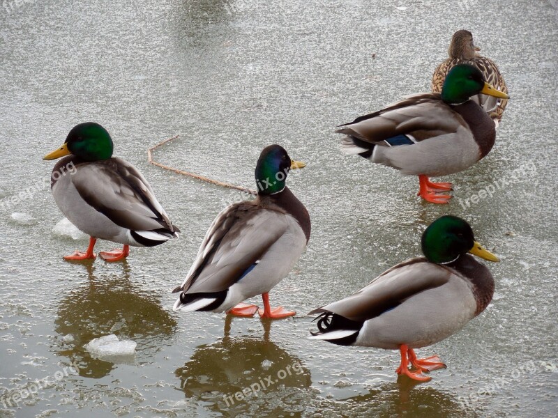 Duck Ice Winter Frozen Bird