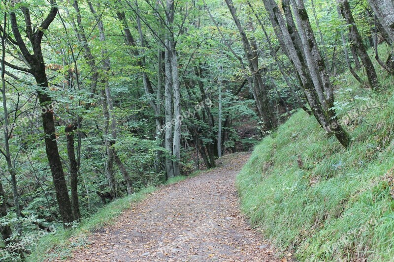 Trail Forest Nature Walk Appennino