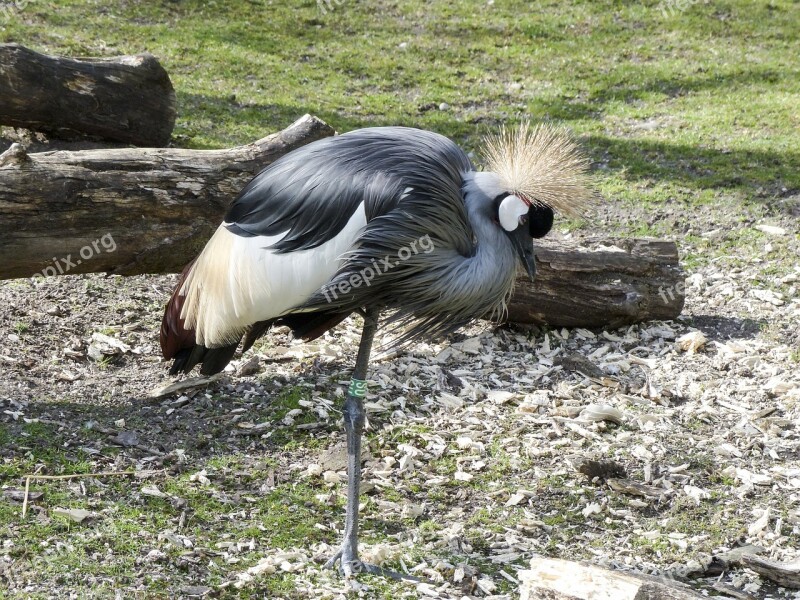 Grey Crowned Crane Cranes Bird Africa Tanzania