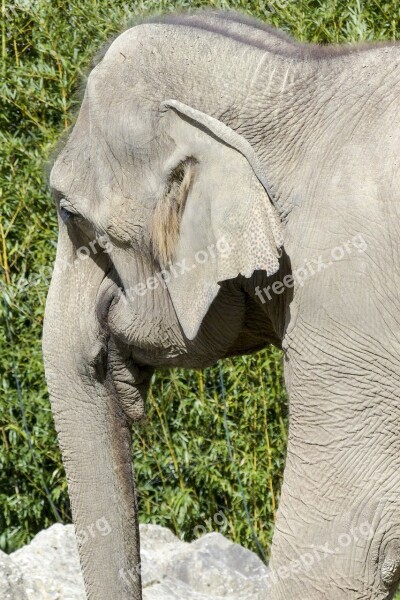 Elephant Nature Animal Wildlife Mammal