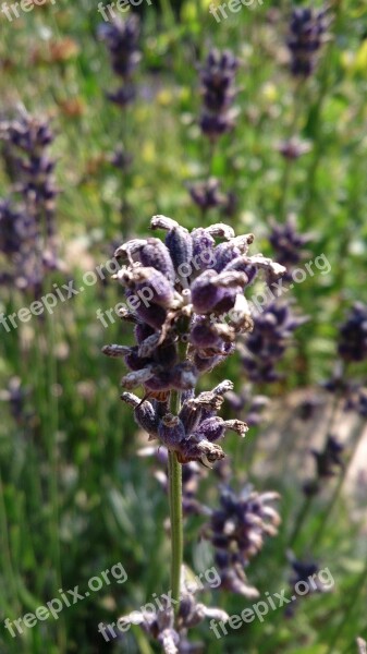 Lavender Plant Flower Nature Romanticism