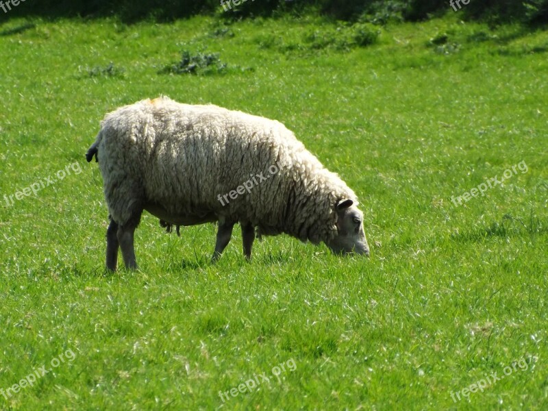 Sheep Animal Farm Field Nature