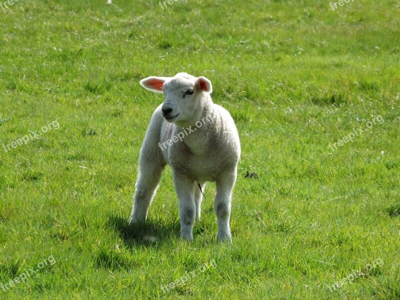 Lamb Sheep Farm Animal Nature