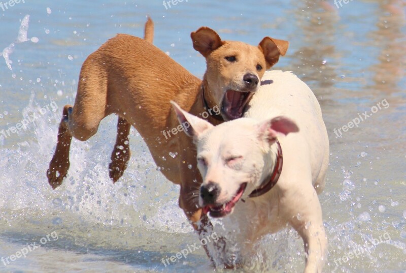 Dogs Play Water Bite Beach