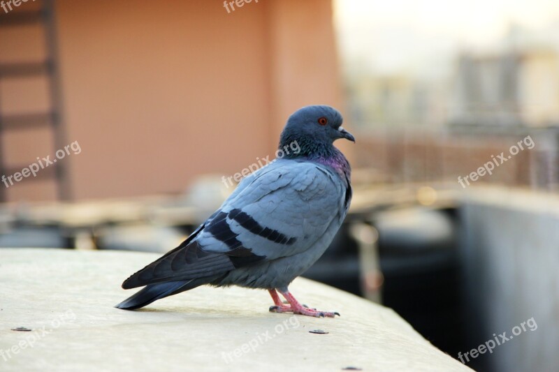 Pigeon Bird Animals Nature Free Photos