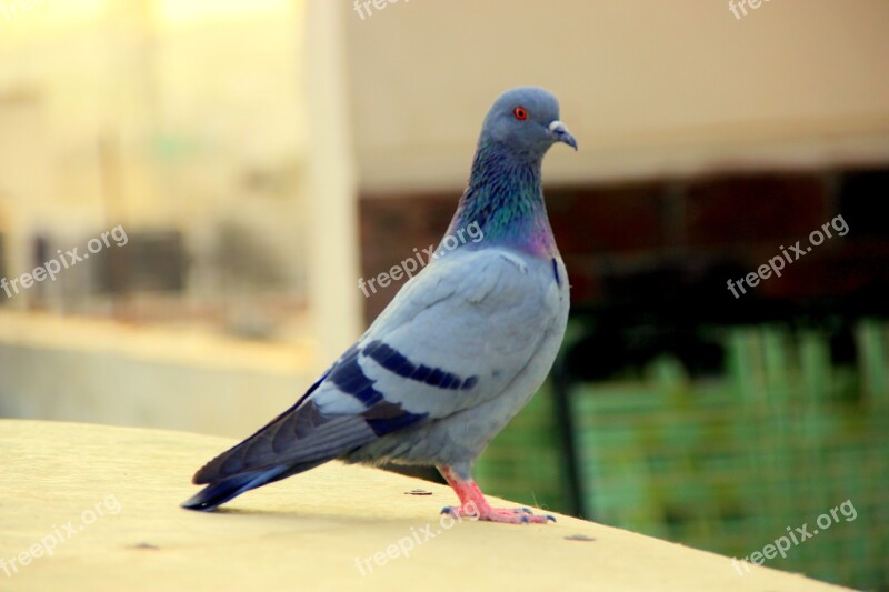 Pigeon Bird Animals Nature Free Photos