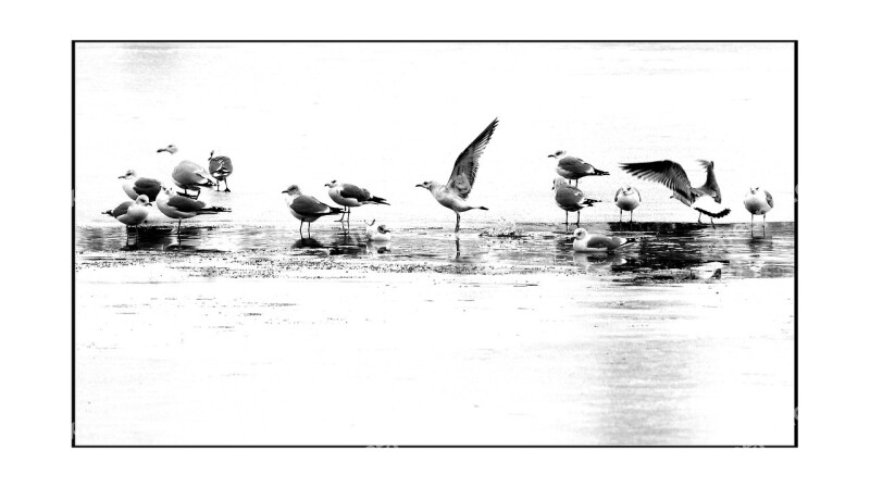 Birds The Seagulls Słubice Winter Free Photos