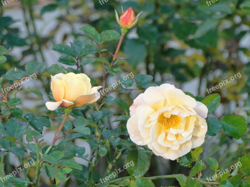 Yellow Roses Yellow Roses Romantic Rose Flower