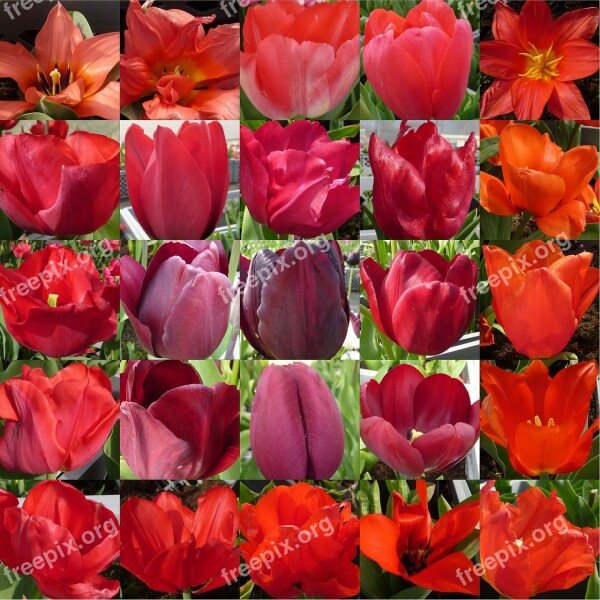 Flower Tulip Red Collage Free Photos