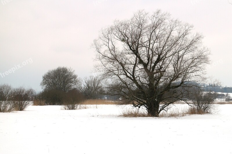 Winter Snow Tree Individually Wintry