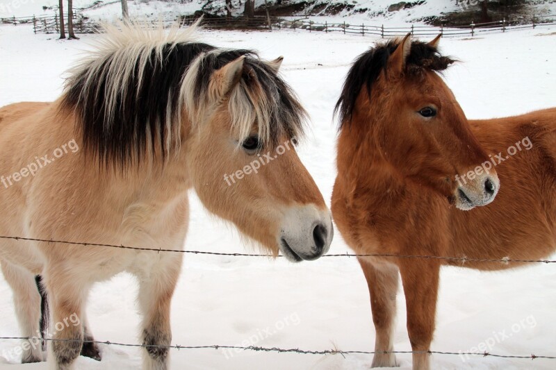 Horses Indian Ponies Friends Pony Horse Indian