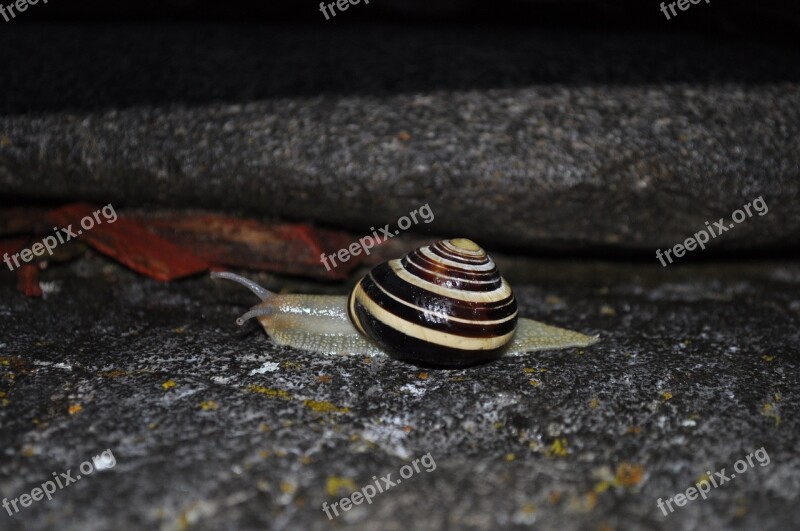 Snail Animal Shell Nature Molluscs