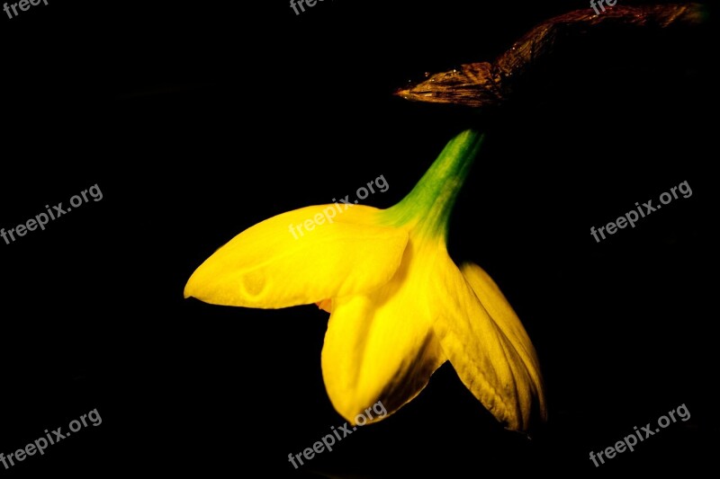 Flower Yellow Daffodil Easter Yellow Flower