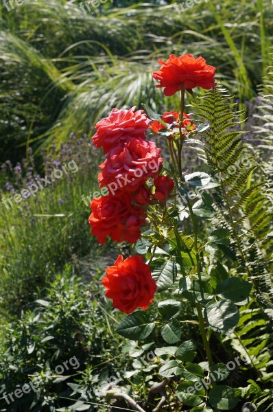 Roses Wild Rose Red Plant Nature