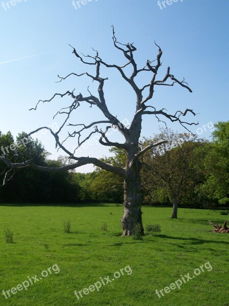 Countryside North Downs Kent Sittingbourne Tree