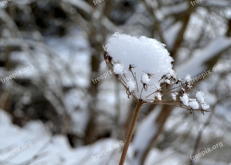 Winter Snow Mountains Frost Free Photos