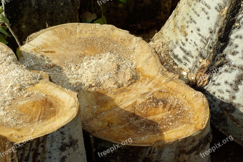 Trees Trunks Cup Plane Tree Sawdust