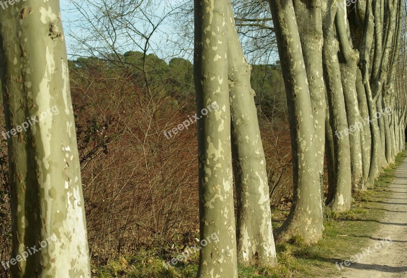 Plane Trees Bark Free Photos